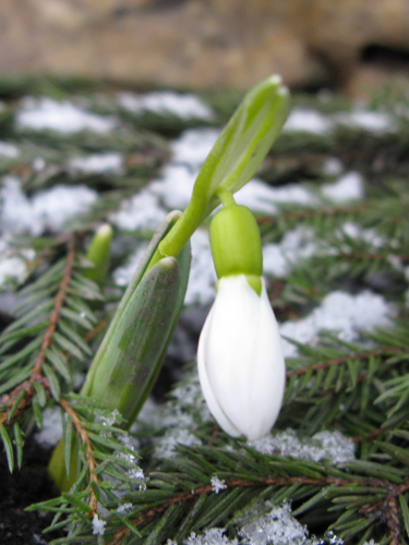 Я встречаюсь с волшебством каждую весну, когда среди снега вдруг появляются маленькие, нежные и трогательные цветы - подснежники. Логопед1