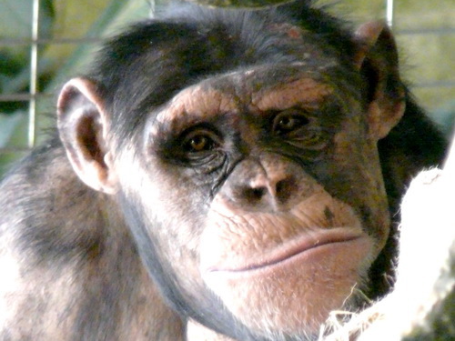 Шимпанзе Nuvola777(РК Дыхание Зимы)