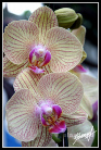 Orchidea2007 +