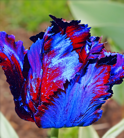 Вот он Цветик-Семицветик пустыни Сахара, синий тюльпан. Очень редкий цветок, занесенный в Красную книгу.  Характерно наличие красных пятен на самом цветке.  Расцветает исключительно 1 апреля каждого года.  Ylusik