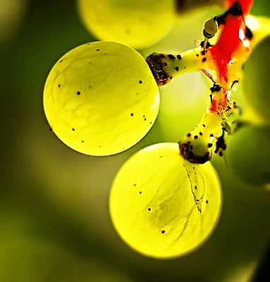 Эти ягоды винограда как маленькие шарики :) Ylusik