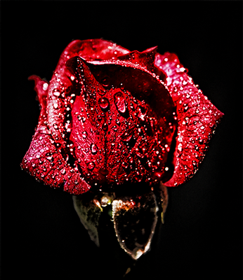Цветок розы - это природное совершенство. Ylusik