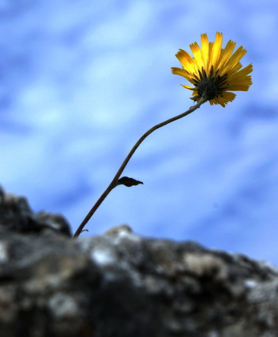 Вот такая сильная тяга к жизни у этого маленького жёлтенького цветочка, сквозь камни к небу и солнцу almartenson