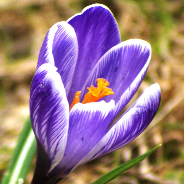 Крокус -первый весенний цветок. Зацвели крокусы - весна пришла! almartenson