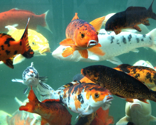 аквариум с большими рыбками almartenson
