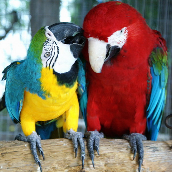 Я скажу тебе на ушко: "Ты у меня самый красивый попугай в мире и я тебя люблю!!!" almartenson