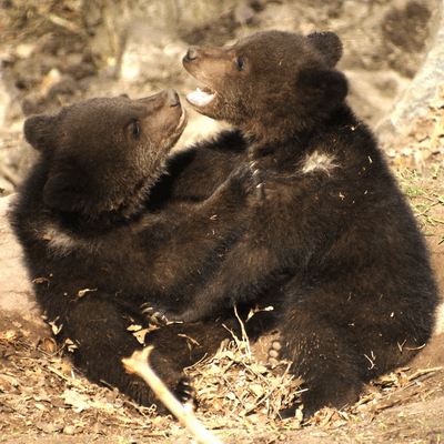 Медвежата играют almartenson