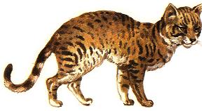 Африканская Степная кошка
