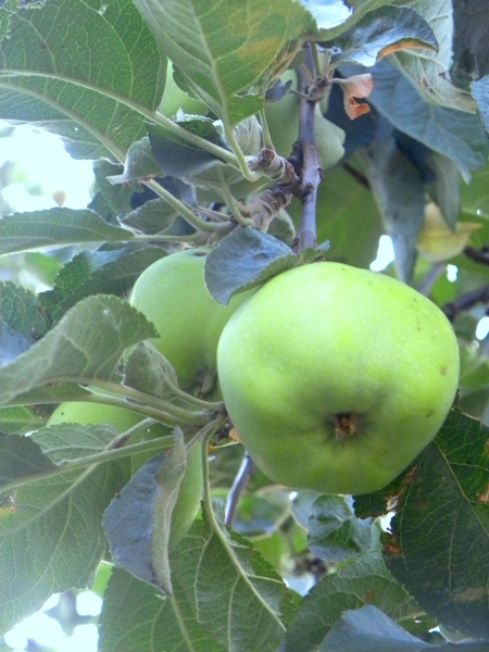 Яблоня черничка-татьяна