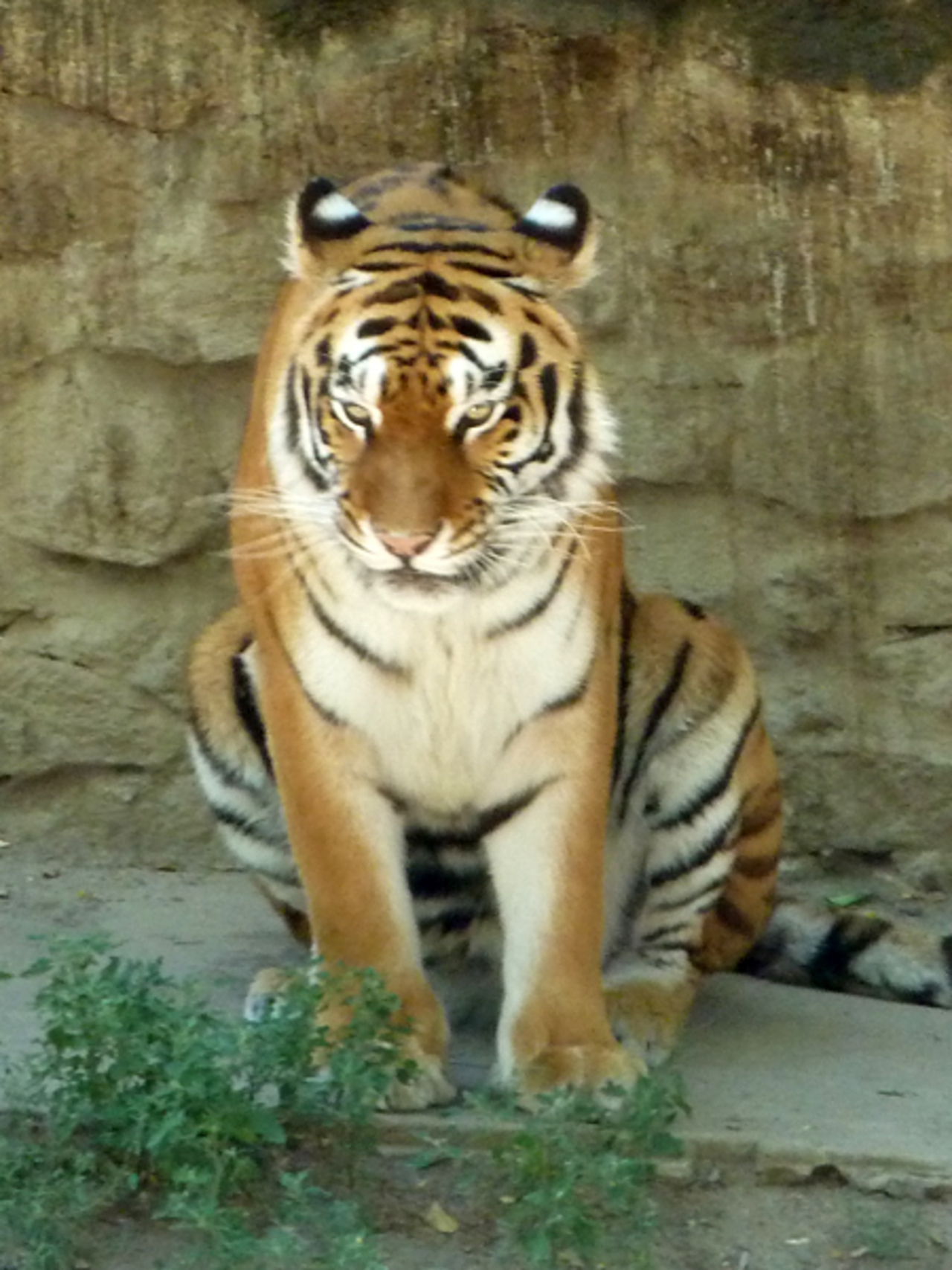 Тигр сидит Кача