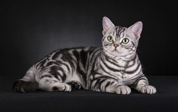 Американская короткошерстная кошка окрасы