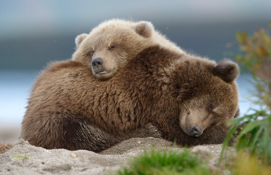 Быть или не быть уникальному российскому фильму о медвежьей семье?