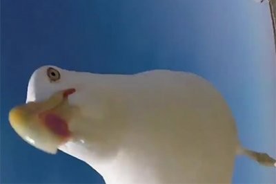В Испании чайка отняла у человека камеру и сделала селфи