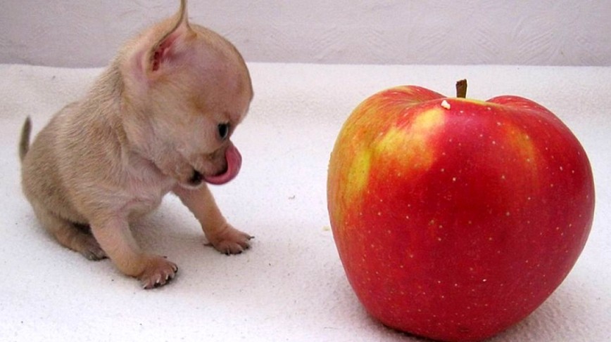 Можно собакам яблоки свежие. Самая маленькая собака в мире. Большое и маленькое яблоко. Туди собака. Самая маленькая собачка в мире.