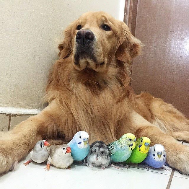Собака, хомячок и 8 попугаев - необычные лучшие друзья.