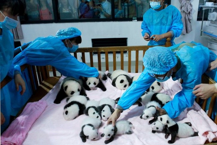 Детский сад для панд