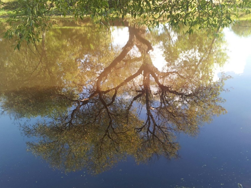 Отражение деревьев в водоеме КрутЫшкА