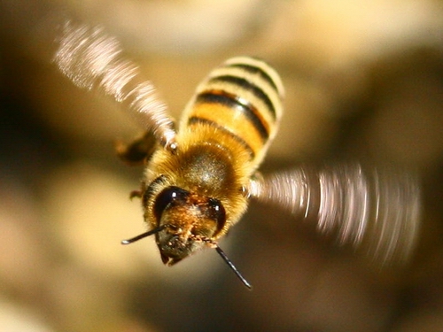 Пчела Маськa( РФК )