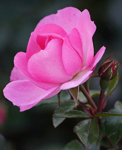 Роза розовая Marasa