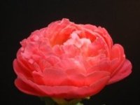 Red_Paeonia
