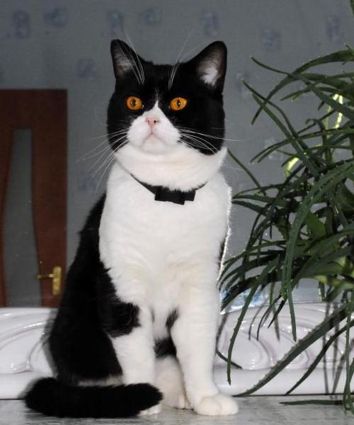 Шотландская Кошка Черно Белая