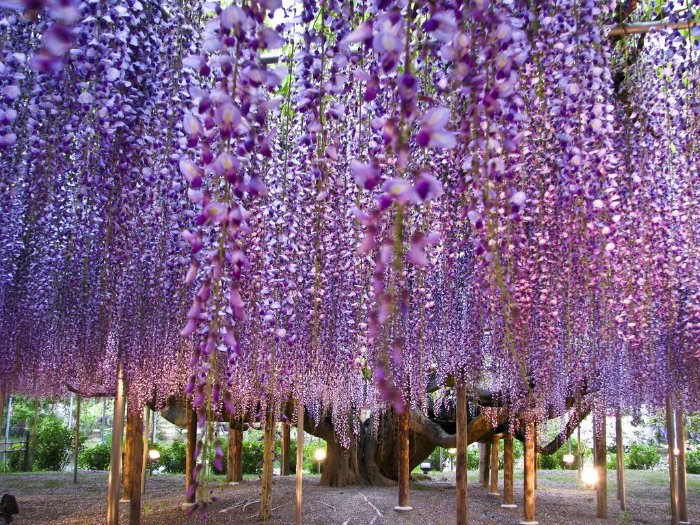  Парк цветов Асикага на о. Хонсю (Япония)