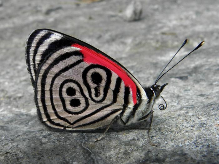 Удивительная бабочка Diaethria neglecta