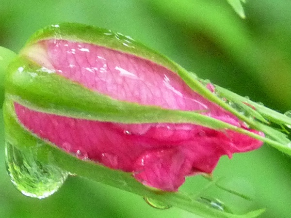 Роза юкапи