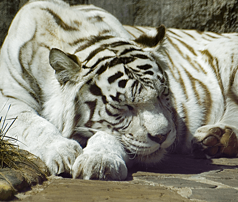 Бенгальский тигр (белая вариация) ( Panthera tigris tigris (var. Alba)
Первый белый тигр появился в Московском зоопарке в мае 2003 года.  Пятилетний самец прибыл сюда из зоопарка голландского города Амерсфорт. Через год в соседний с ним вольер приехала самка из Швеции.
http://www.moscowzoo.ru/get.asp?ID=A59

на фото тигрица Neika