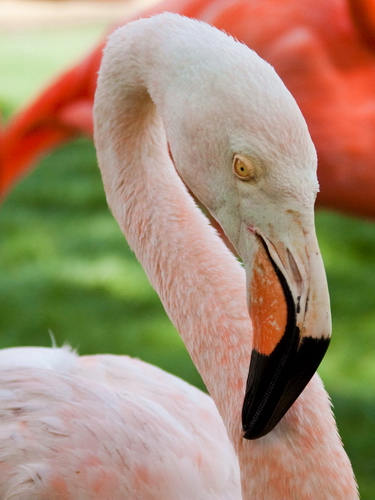 Flamingo sara2k