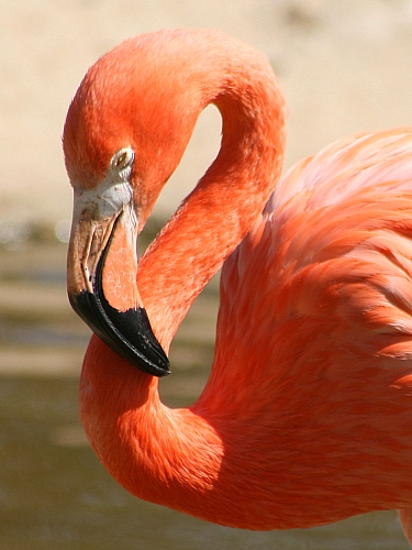 Природный знак вопроса - фламинго Idаrа