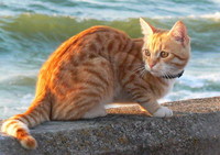 кошка на море