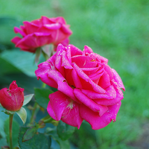 Роза amero
