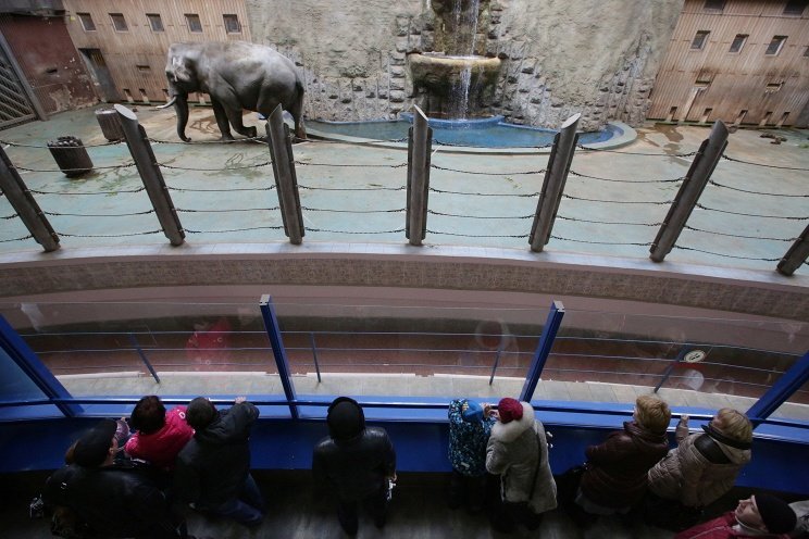 Московский зоопарк предложит «пообщаться» по телефону с питомцами