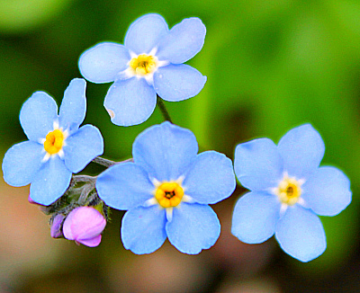 Цветные цветы. Синий и голубой.