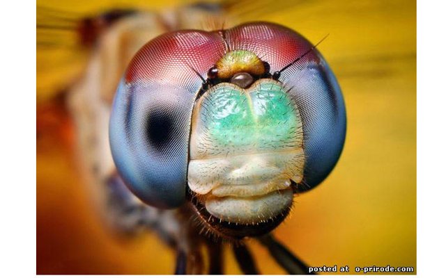 Макро фотографии глаза насекомых от Thomas Shahan