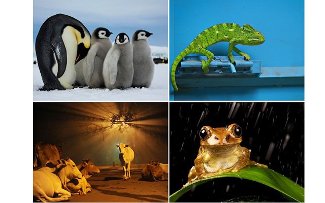 Лучшие фотографии минувшей недели от National Geographic