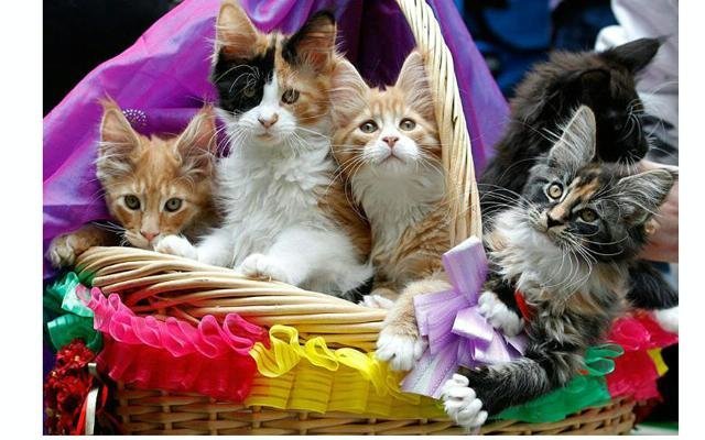  1 марта – Всемирный день кошек