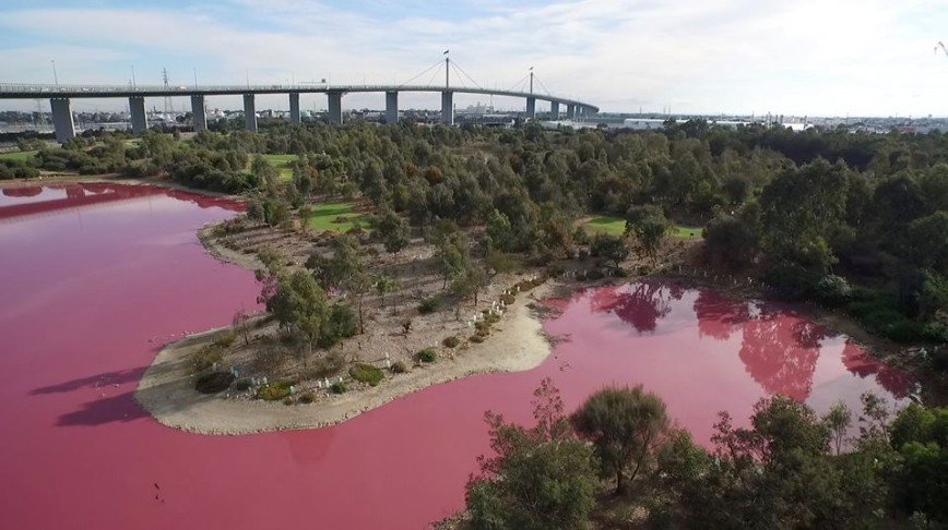 Знаменитое озеро в Австралии стало розовым