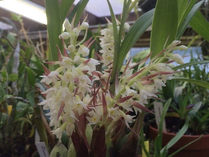 В «Аптекарском огороде» расцвела редкая орхидея с ароматом вишни в шоколаде