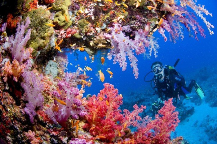 Удивительные краски подводного мира