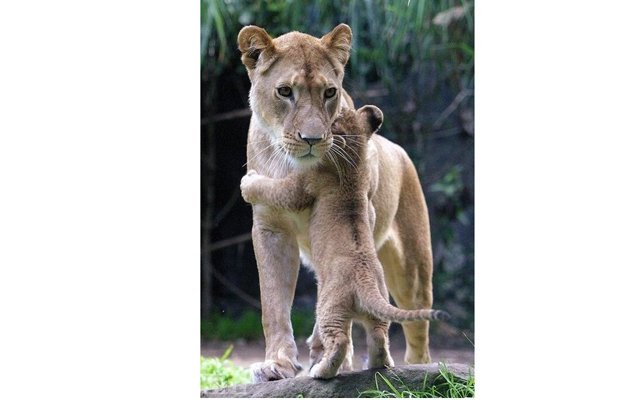 Заботливые мамы в мире животных