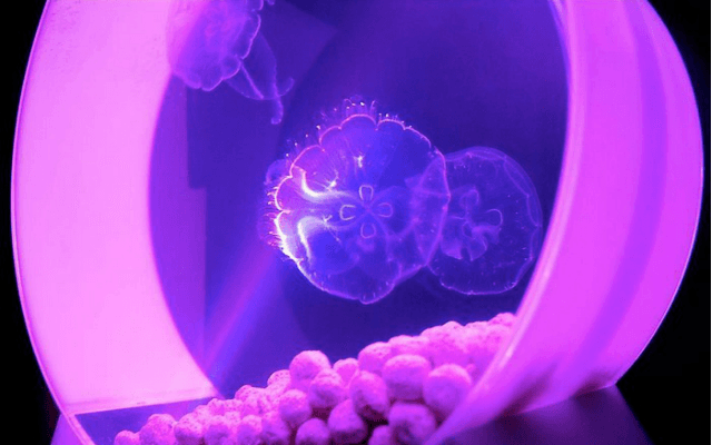 Аквариум с медузами, который не доставит никаких хлопот