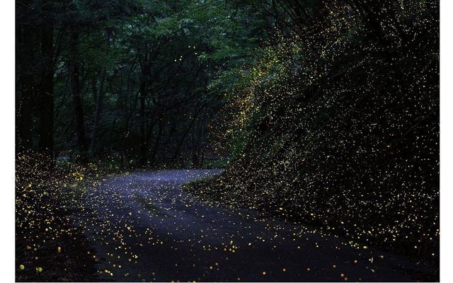  Волшебные леса светлячков