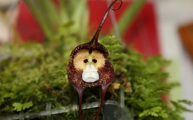 Орхидея с обезьяньей мордочкой