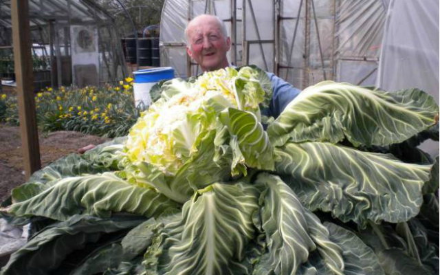 Британский фермер вырастил гигантскую цветную капусту