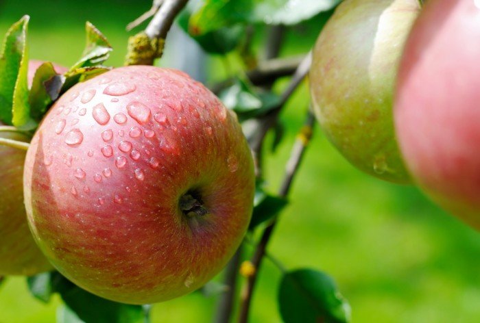 В США разрешили выращивать генно-модифицированные яблоки и картофель