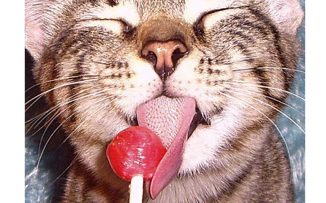 Можно ли кошкам давать сладкое