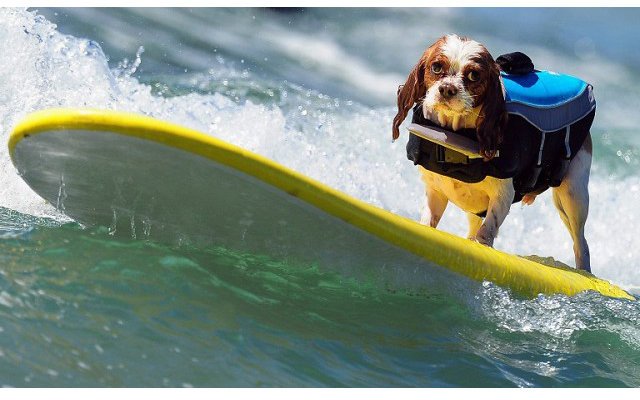 В Калифорнии собаки встали на серф