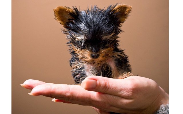 В Польше появился самый маленький щенок